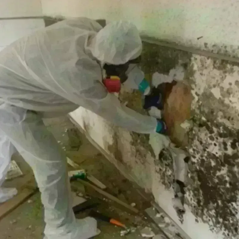 Mold Remediation and Removal in Effingham County, GA